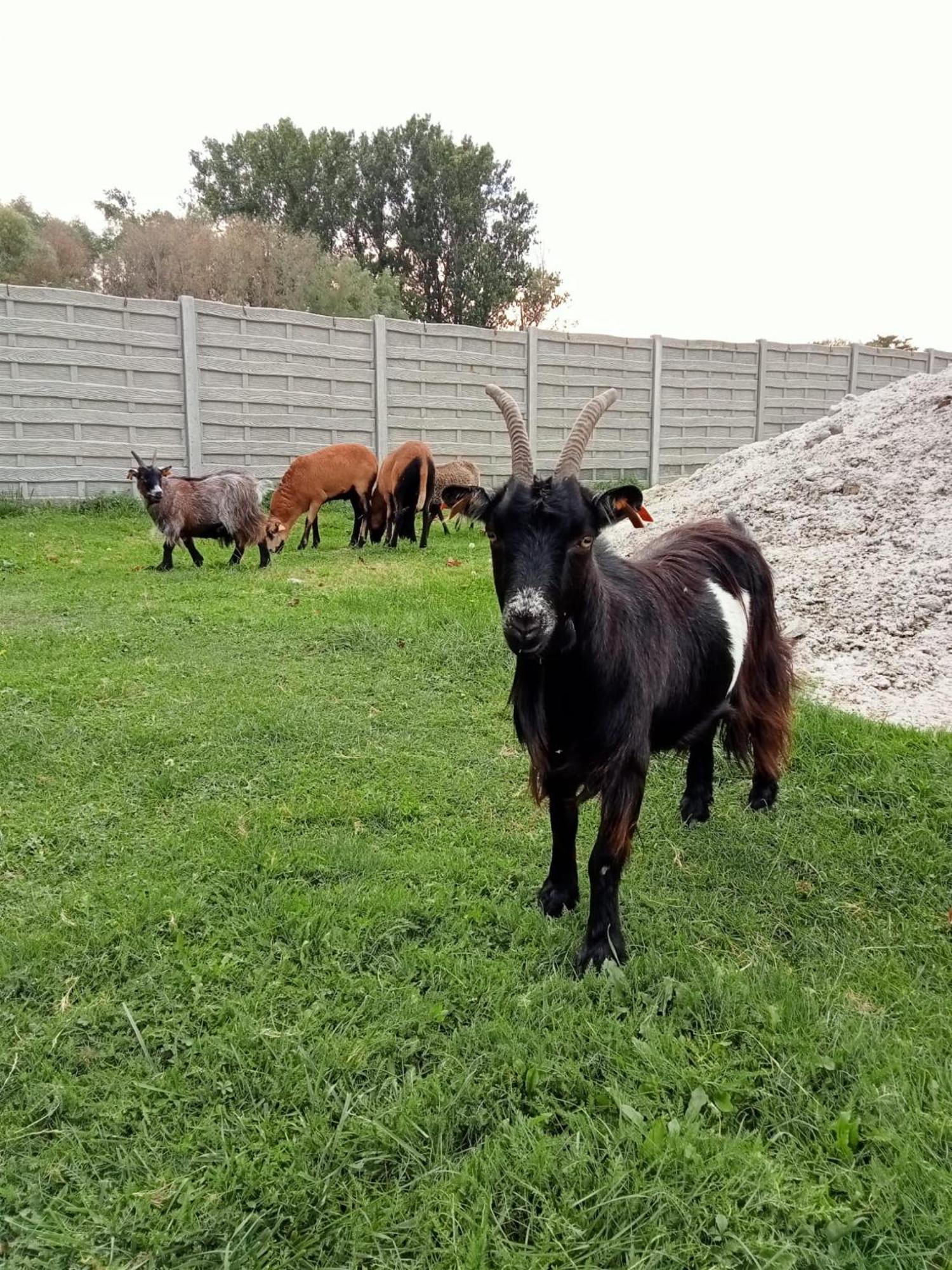 Hotel Nenufar Premium Kościan Zewnętrze zdjęcie